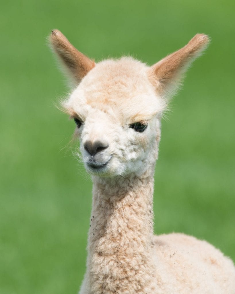 Balnuith Alpacas