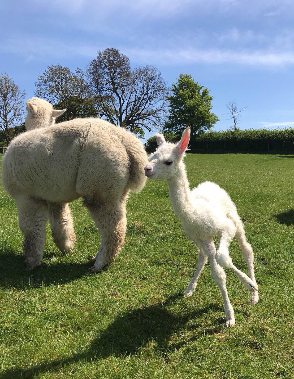 Beirhope Alpacas