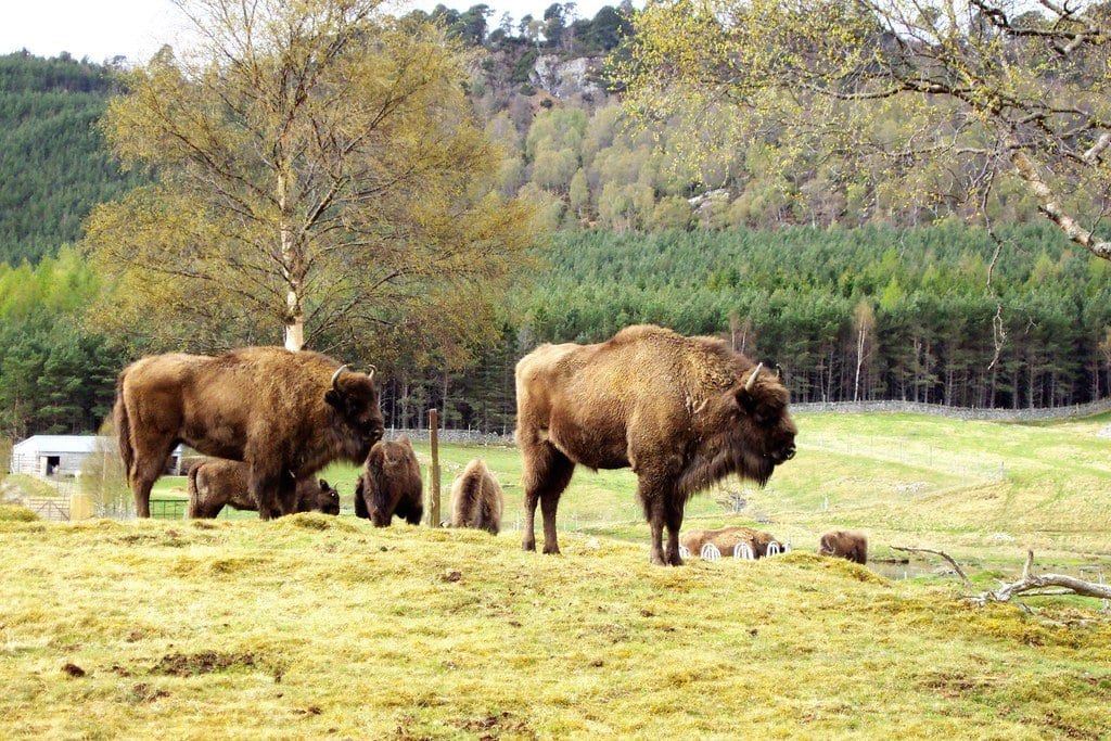 things to do in Aviemore