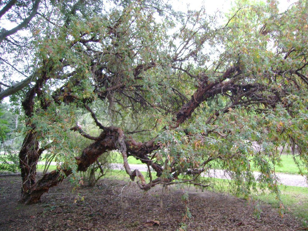 Dundee Botanic Garden
