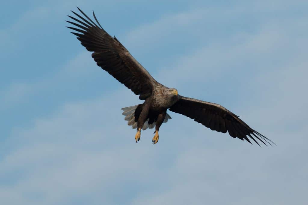 Witness the Powerful Sea Eagles