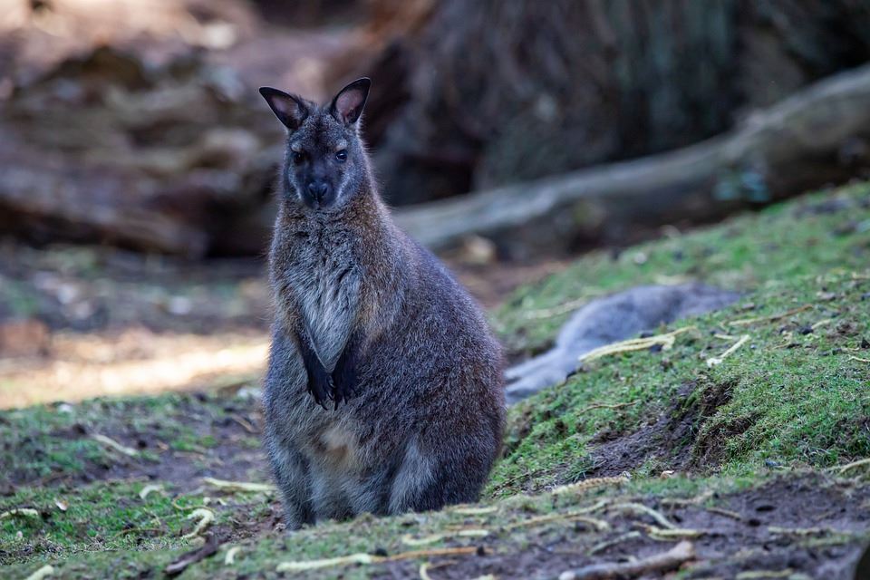 Wallabies of Inchconnachan