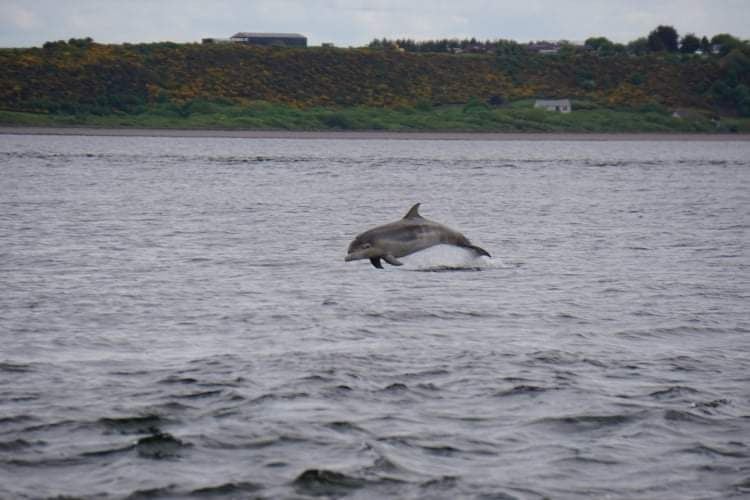 Dolphin Spirit