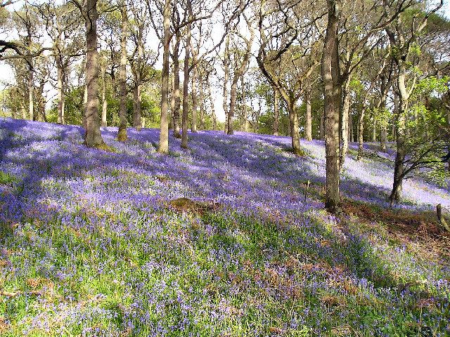 Kinclaven Bluebell Woods