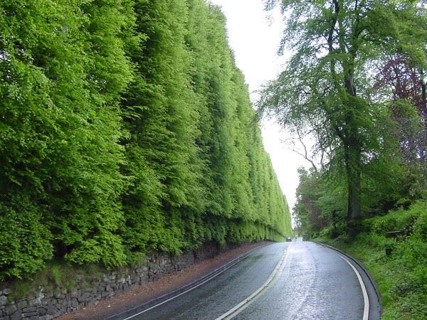 Meikleour Beech Hedge