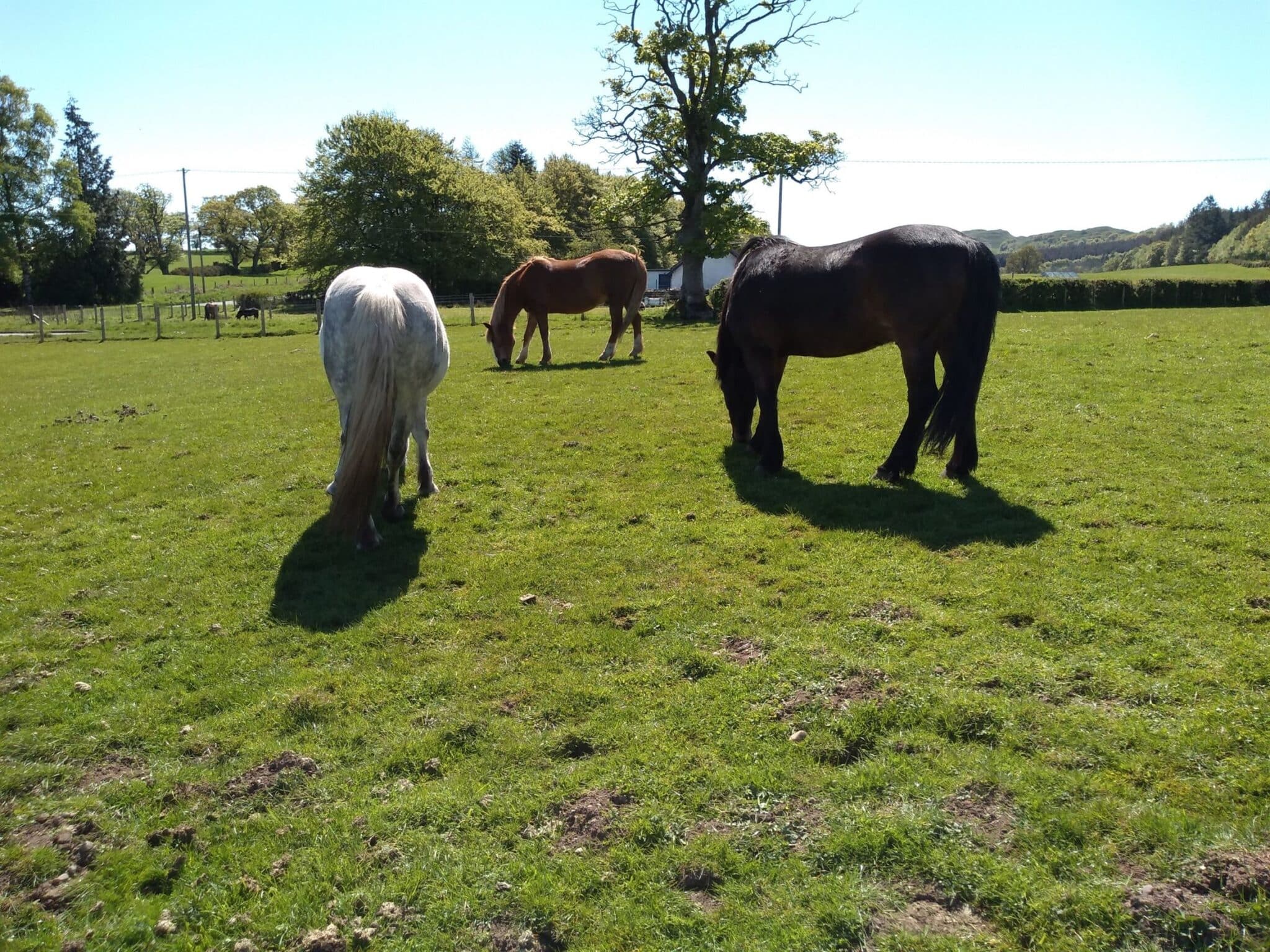 Mossburn Animal Centre
