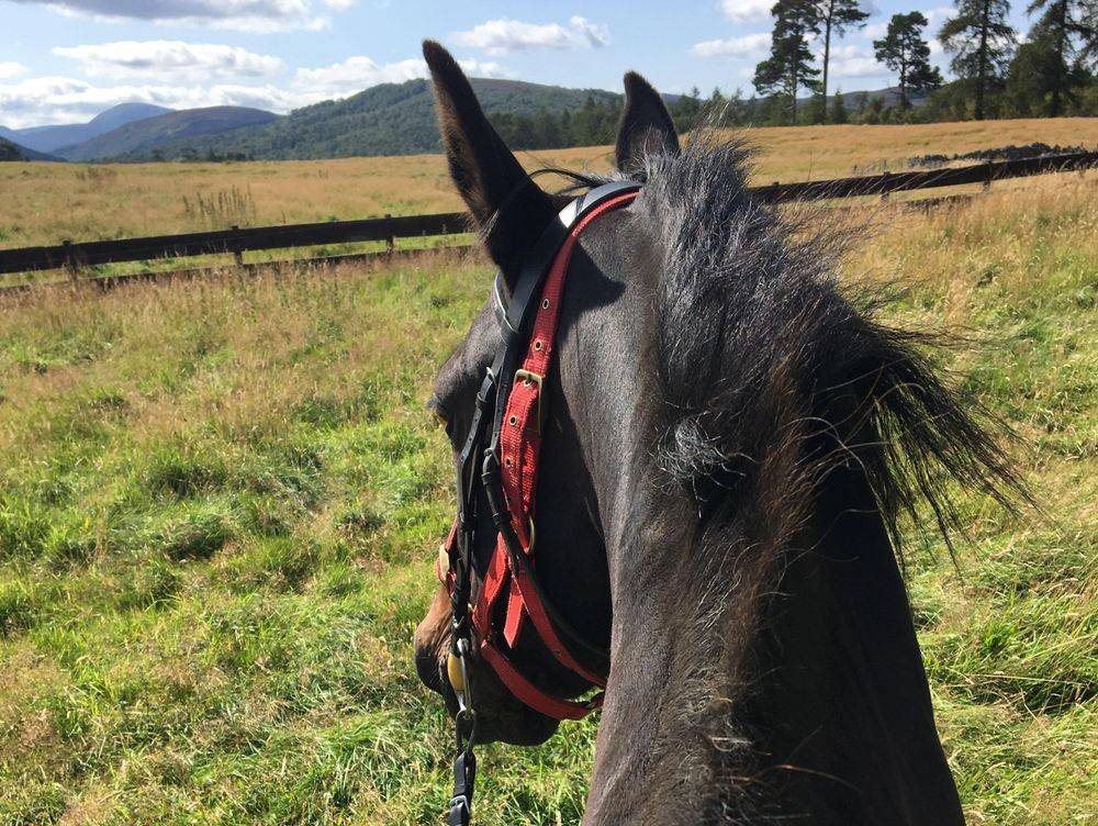 Pony Trekking