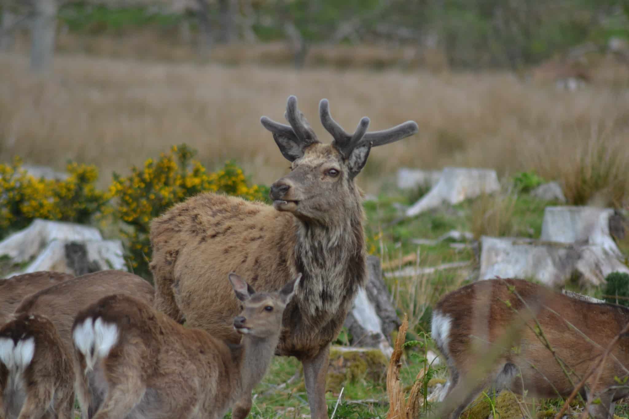Bainloch Deer Park
