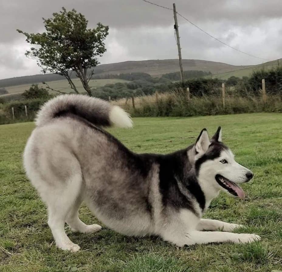Kirkgunzeon Canines