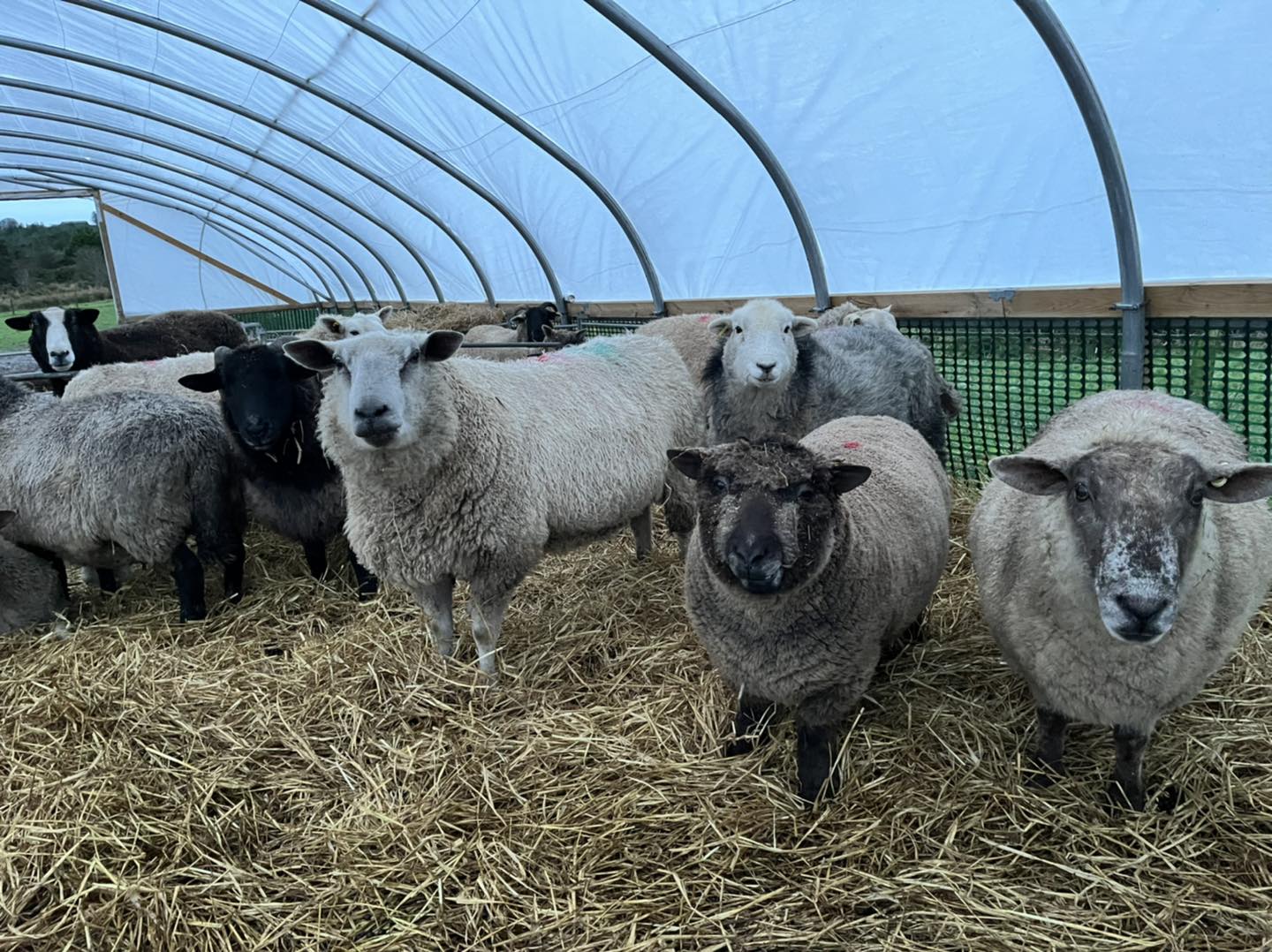 Willows Animal Sanctuary