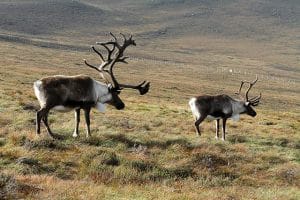 Cairngorm Reindeer Herd Centre