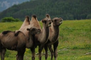 Highland Wildlife Park