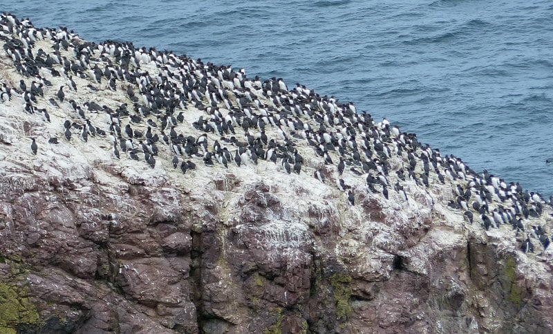 Seabird Colonies