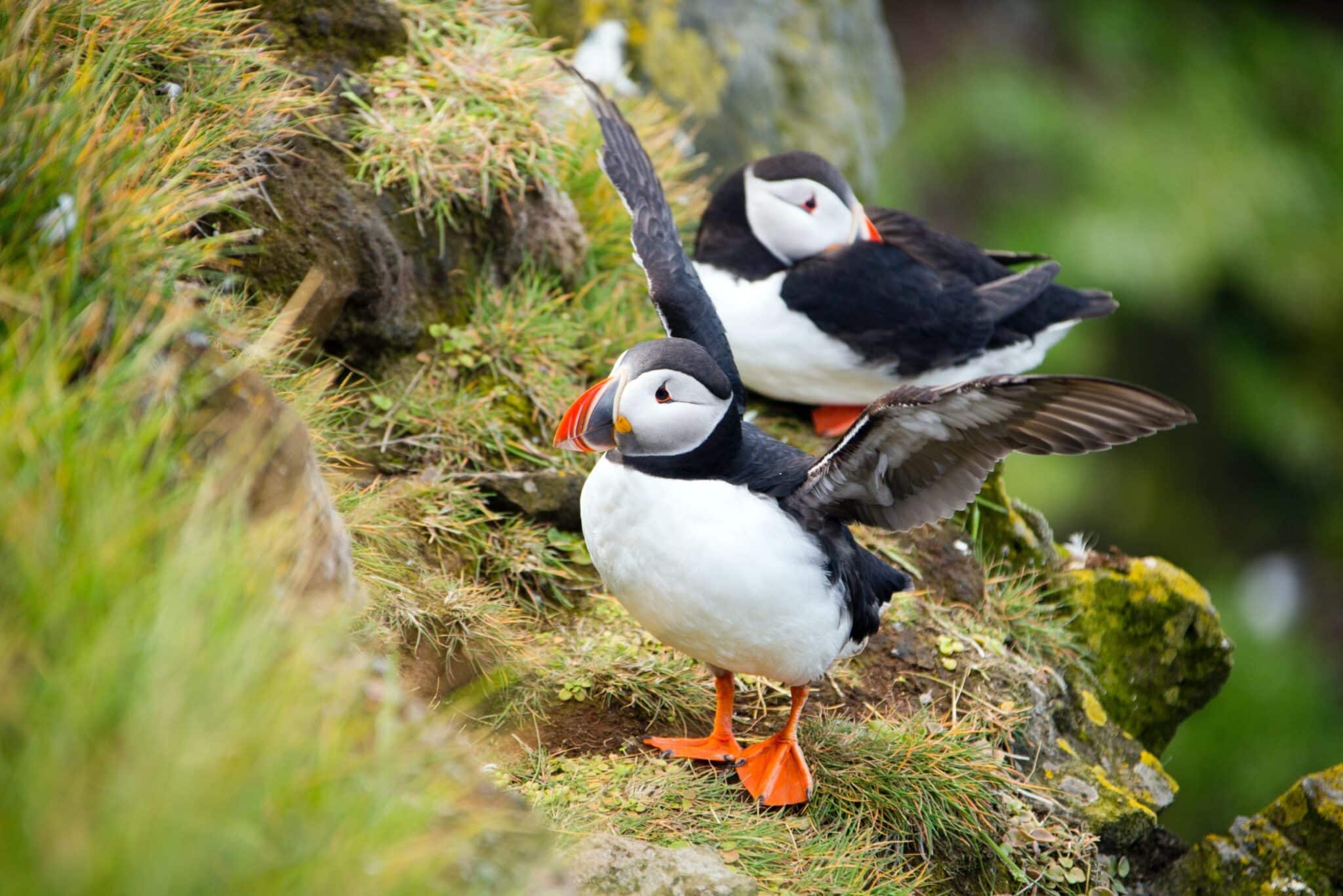 Birdwatching In St Abb s Head Scotland Our Complete Guide Birdwatching In St Abb s Head Scotland Our Complete Guide