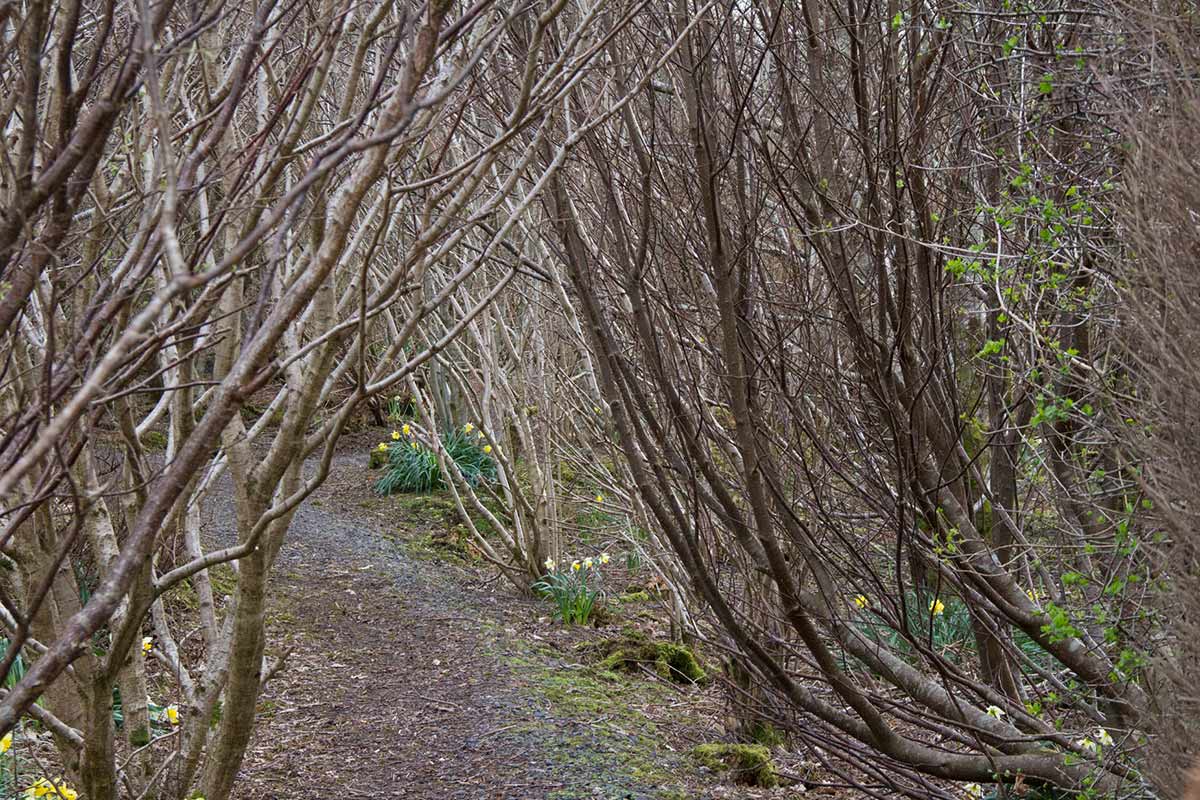 Millennium Wood
