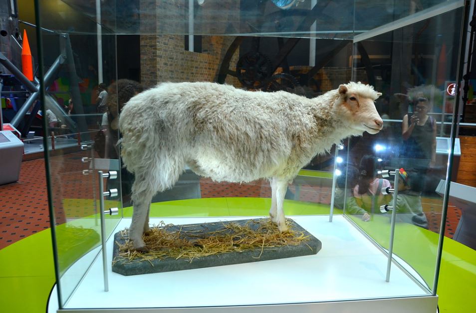 Dolly, Cloned Sheep