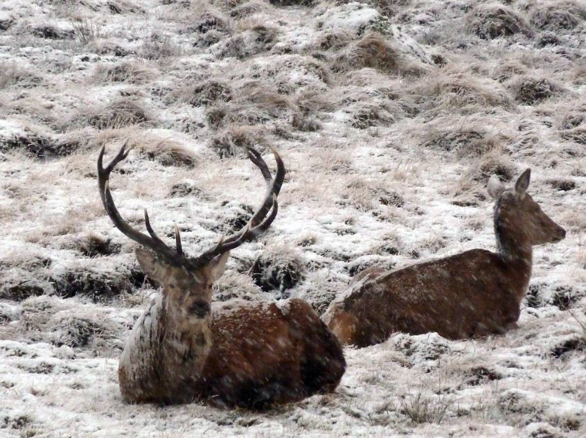 Winter Wildlife