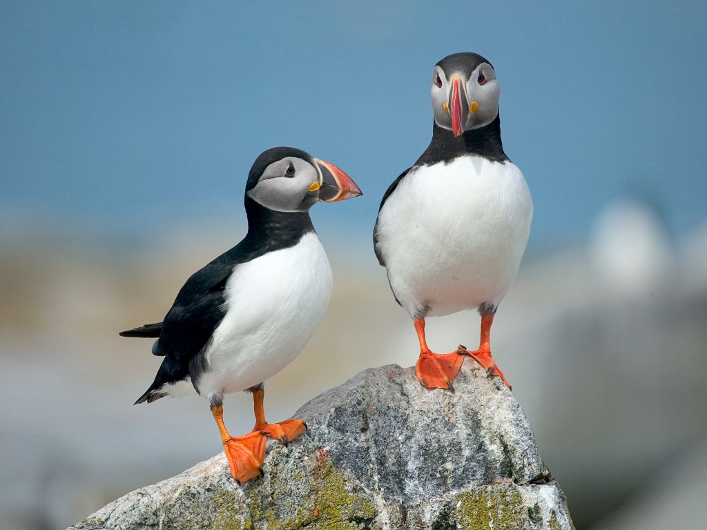 Atlantic Puffins