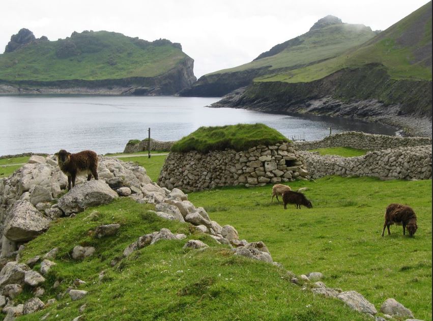 St Kilda Wildlife